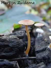 Grauwe vlekplaat (Var) [Panaeolus fimicola var. olivaceus]